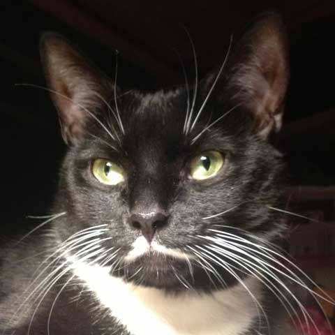 MoustacheCat MoustacheCat
